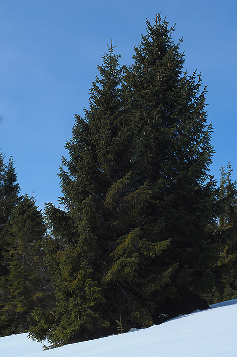 Beskid Żywiecki - Zdjęcie 11 z 20